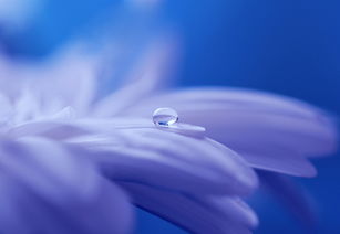 为什么Epilasik无瓣，一次深入探索与理解